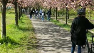 Cherry blossom walk in Berlin