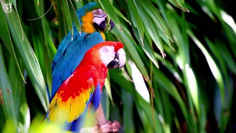 BEAUTIFUL RED PARROTS | AMAZING BIRDS