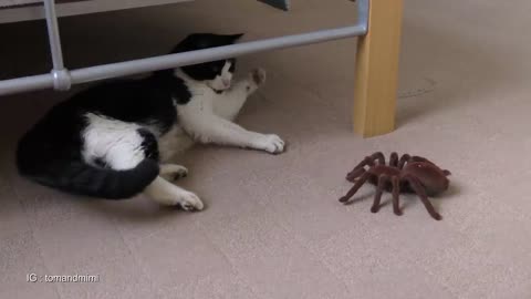 ✅Giant Spider vs. Cat !!!!!