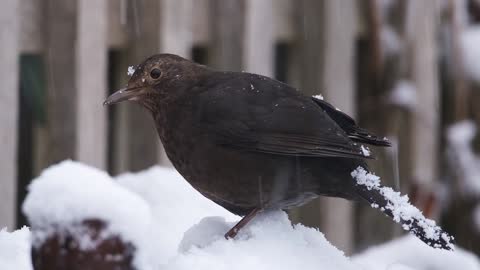 Black bird in a snow day