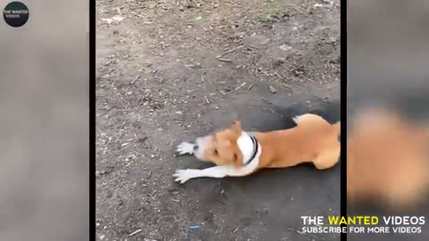 Dog Funny moment viral video ,Animal going crazy act