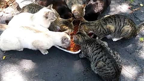 Feral Cats Eating Crunchy Dry Food