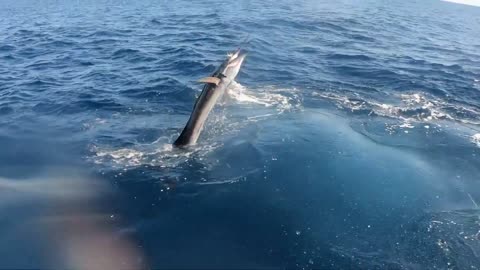 Sailfish hook up - Ladies Los Suenos Billfish Tournament Jan 2020