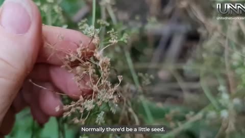 Helen from Australia shares her tips on selecting and cultivating seeds to grow a vibrant garden