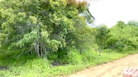 Angry Elephant Charges Safari Guide - Big 5 - African Wild Elephants