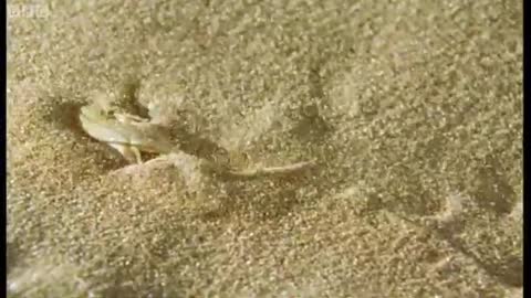 Sand Snake vs Lizard | Wild Africa | BBC Earth