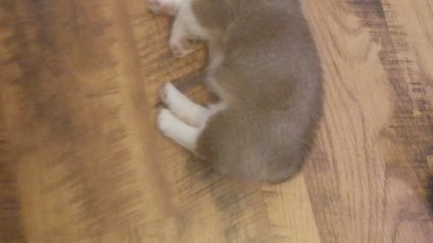 Buck N. Corgi Sleeping