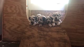 Dalmatian Puppy Decides to Stay Behind