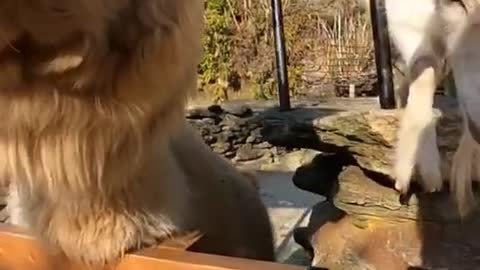 Feeding Alpaca and Goat