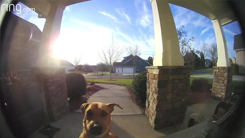 Dog rings doorbell to get back inside