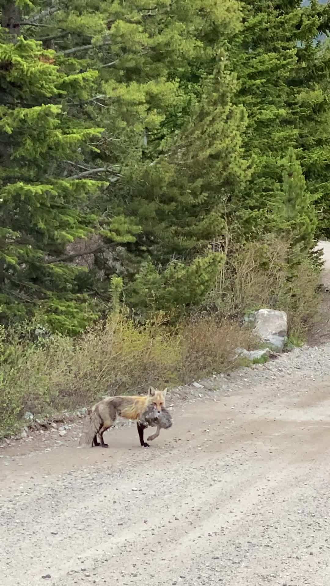 Fox Carrying Huge Rabbit Back To Den