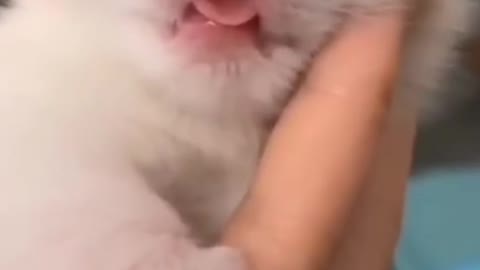 Baby cute cat sleeping