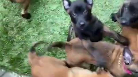 Dogs malinois. Dogs funny. Dogs malinois