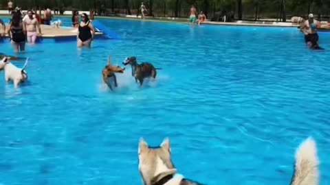 Swiming pool dog