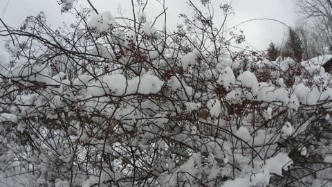 Multi Flora Rose Bush in Winter with Red Berries