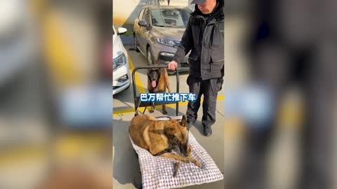 BEST FRIENDS FUREVER: Police Dog Joins A Paralysed K-9 To Bask In The Sun And Share Treats