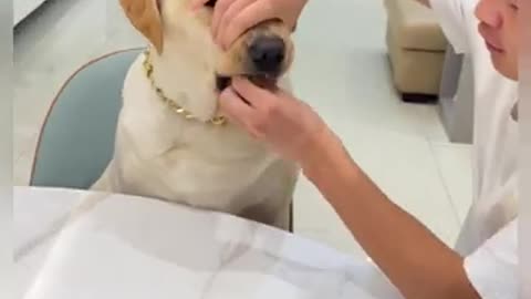 Funny Labrador, Arguing For Food😅😅_The Smart Doggies