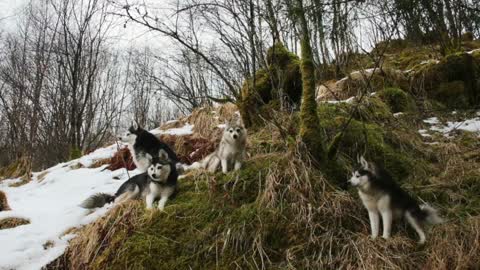 Alaskan Klee Kai winter with the Fluffernutters