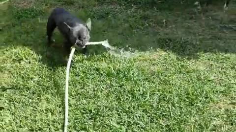 Black Frenchie gets a hold of a water hose a wreaks havoc