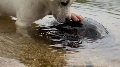 Dog vs Sea turtle