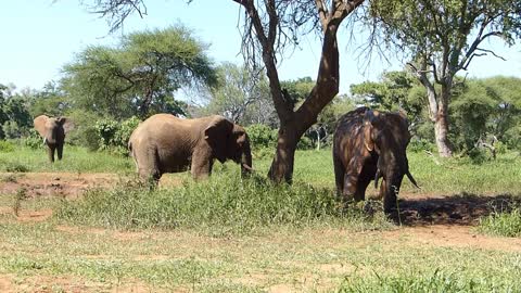 Elephants taking a mudbath