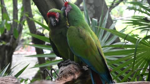 Military macaws just vibing