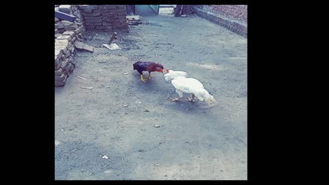 White Rooster Amazing | Brown Rooster Faster | Fight