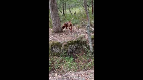 Dog Plays at being a Hunter while His Real Job is Watching Out for His Old Lady