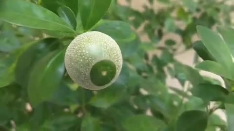 Kumquat bonsai