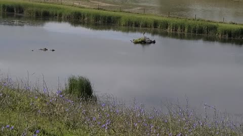 Blue Heron And Some Turtles