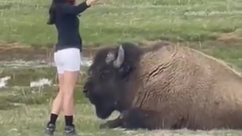 BISONS MEET HUMANS TIKTOK VIRAL BISON VIDEOS NO 1 ,😆😃😃😆😆