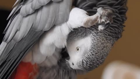 Marty the Grey | parrot tricks | parrot help | birdtricks | how to train a bird