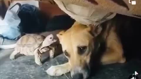 Turtle Vs Dog funny Fight