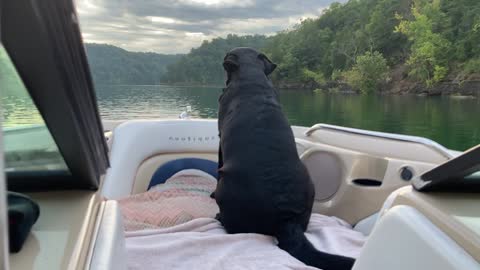 Jetta Becoming Quite The Boat Dog