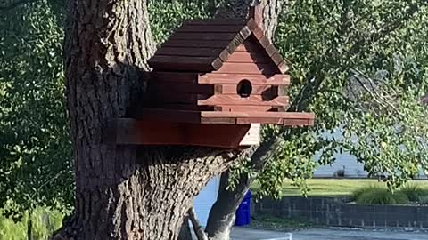 Squirrel comes out of the birdhouse!