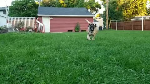 Slow Motion English Mastiff Crashes into Owner