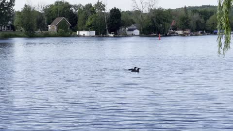 The call of the Loon on the Trent River