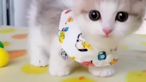 Cute cat