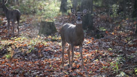 The deer is standing and sniffing