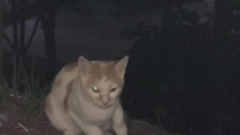 Two stray cats wandering at night