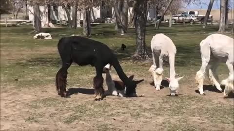 A Baby Alpaca In The House With A Dog And Cat