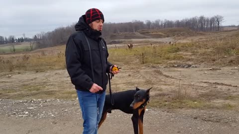 Off Leash Recall training with the E Collar