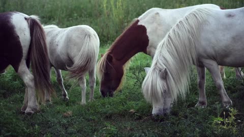 Graceful Grazers: Horses Enjoy a Peaceful Meal in Nature