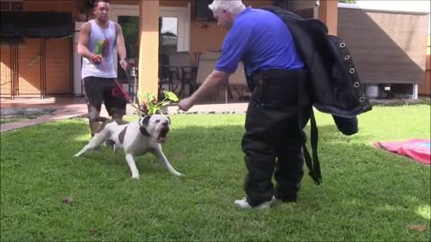 How To Make Dog Become Combative Instantly With Some Simple Ways