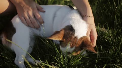 Girl scratches a small dog on the grass A girl is sitting on the grass and playing with a small dog