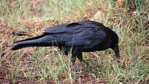 black crow is hungry