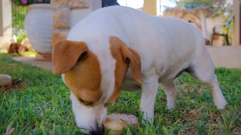 Pet Dog Munching On A Large Bone Satisfying Relaxing