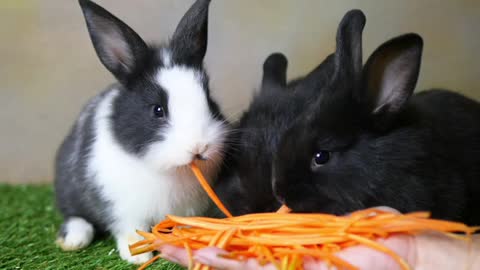 Lovely Young 1 Month Rabbits Eating Carrot From Lady Hand