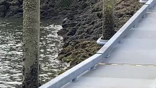 Bald Eagle Swims to Shore