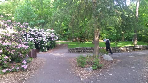 Bear Wandering in Park